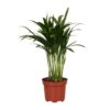 Areca Catechu