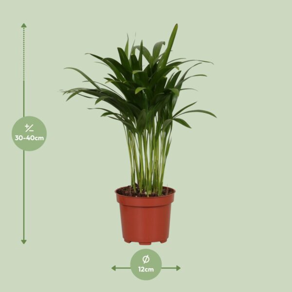 thumbnail_6000-8033.jpg Areca Catechu