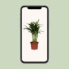 Areca Catechu