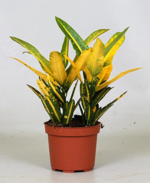 thumbnail_6000-8040.jpg Croton "Sunny Star"