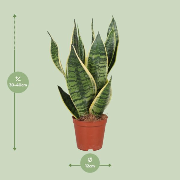 thumbnail_6000-8059.jpg Sansevieria Trifasciata Futura Superba