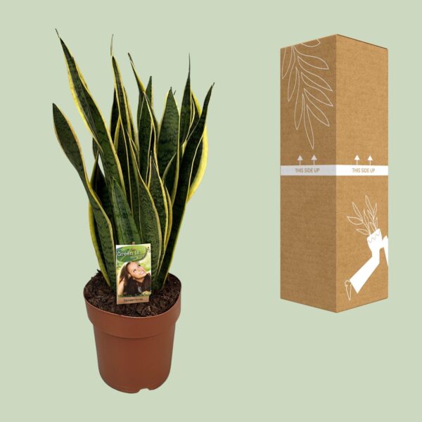 thumbnail_6000-8073.jpg Sansevieria Trifasciata Laurentii