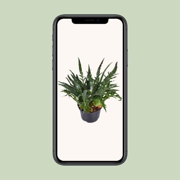 Aglaomorpha Coronans