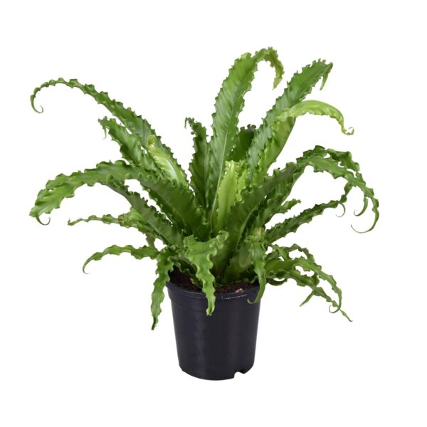 thumbnail_6000-8157.jpg Asplenium Antiquum Osaka