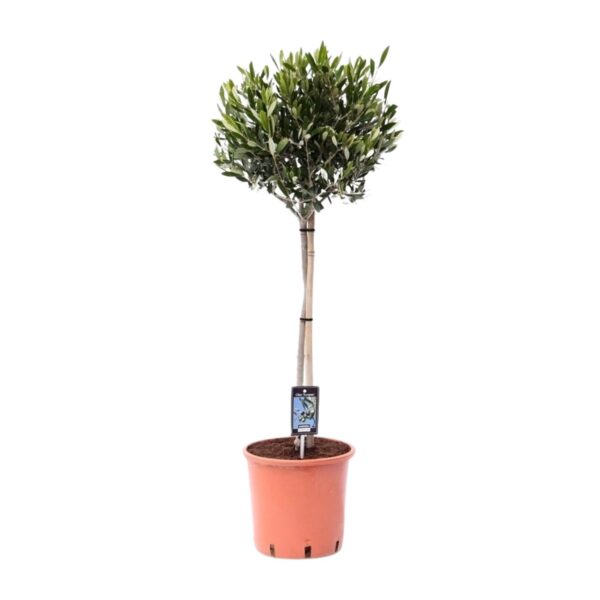 thumbnail_6000-8188.jpg Olea Olijf