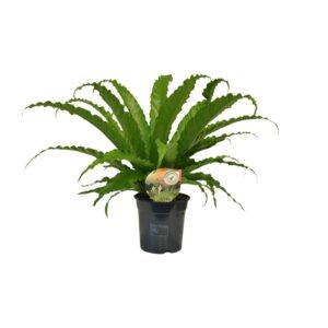 Asplenium Osaka