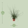 Juncus Effusus Spiralis