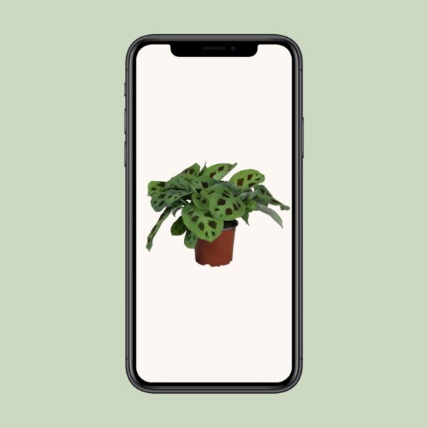 thumbnail_6000-8262.jpg Maranta Leuconeura Kerchoveana