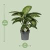Dieffenbachia Mars