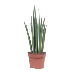 thumbnail_6000-8399.jpg Sansevieria Mikado