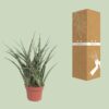 Sansevieria Fernwood Punk