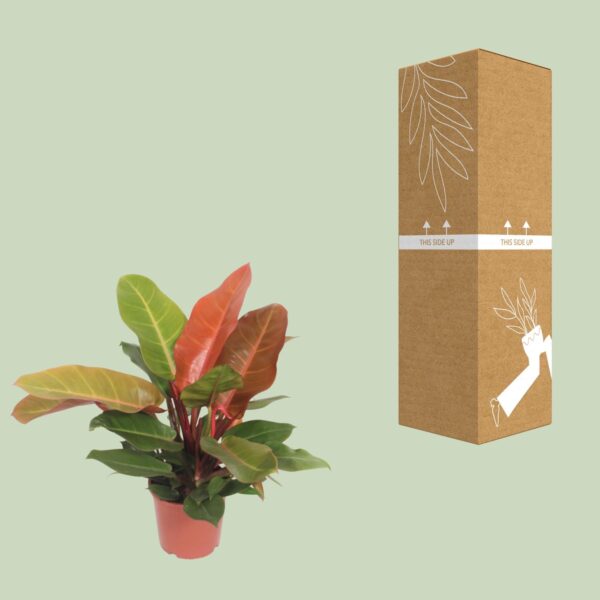 thumbnail_6000-8413.jpg Philodendron Prince of Orange