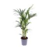 Howea Forsteriana