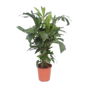 thumbnail_6000-8423.jpg Caryota Mitis