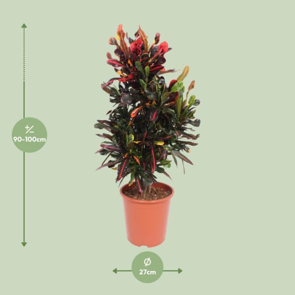 thumbnail_6000-8442.jpg Codiaeum Variegatum Mammi