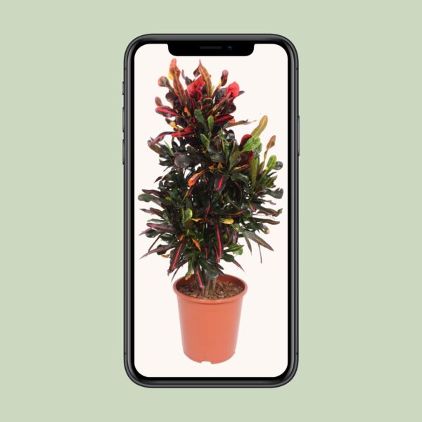 thumbnail_6000-8444.jpg Codiaeum Variegatum Mammi