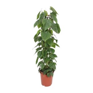 thumbnail_6000-8474.jpg Philodendron Scandens