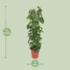 Philodendron Scandens
