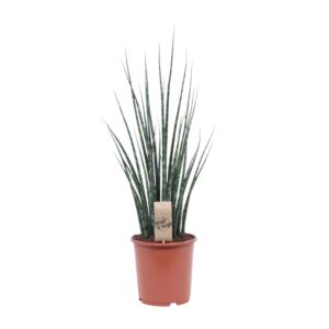 thumbnail_6000-8478.jpg Sansevieria Fernwood Mikado