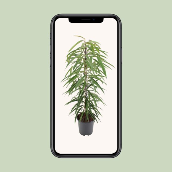 Ficus Binnendijkii Alii