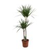 Dracaena Marginata