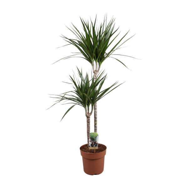 thumbnail_6000-8527.jpg Dracaena Marginata