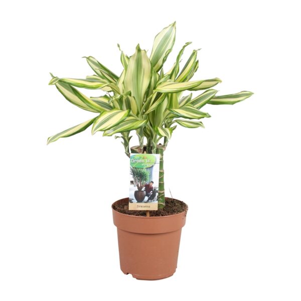 thumbnail_6000-8536.jpg Dracaena Diamonddream