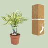 Dracaena Diamonddream