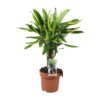 Dracaena Golden Coast