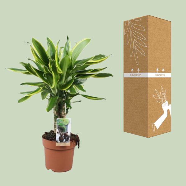 thumbnail_6000-8542.jpg Dracaena Golden Coast