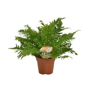 Blechnum Silver Lady