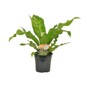 Asplenium Nidus