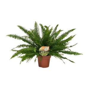 Nephrolepis Green Lady