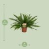 Nephrolepis Green Lady