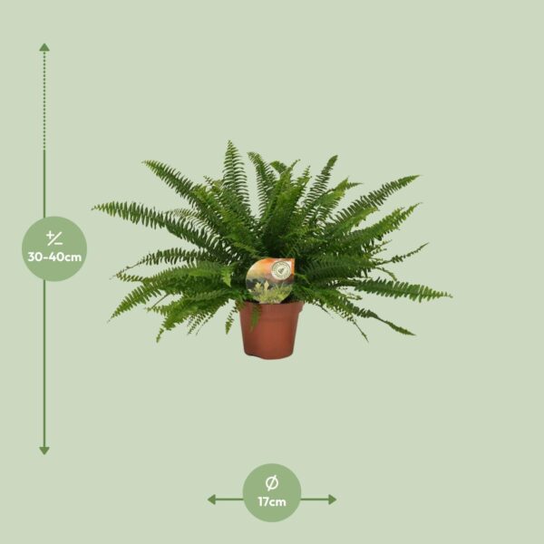 thumbnail_6000-8580.jpg Nephrolepis Green Lady