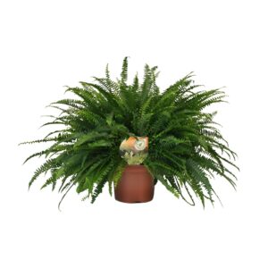 Nephrolepis Green Lady