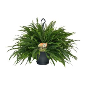 Nephrolepis Green Lady