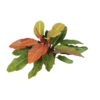 Philodendron Prince Of Orange