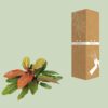 Philodendron Prince Of Orange