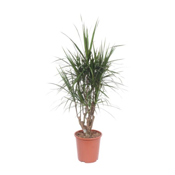 thumbnail_6000-8639.jpg Dracaena Marginata