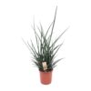Sansevieria Fernwood Punk