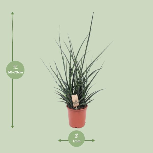 thumbnail_6000-8653.jpg Sansevieria Fernwood Punk