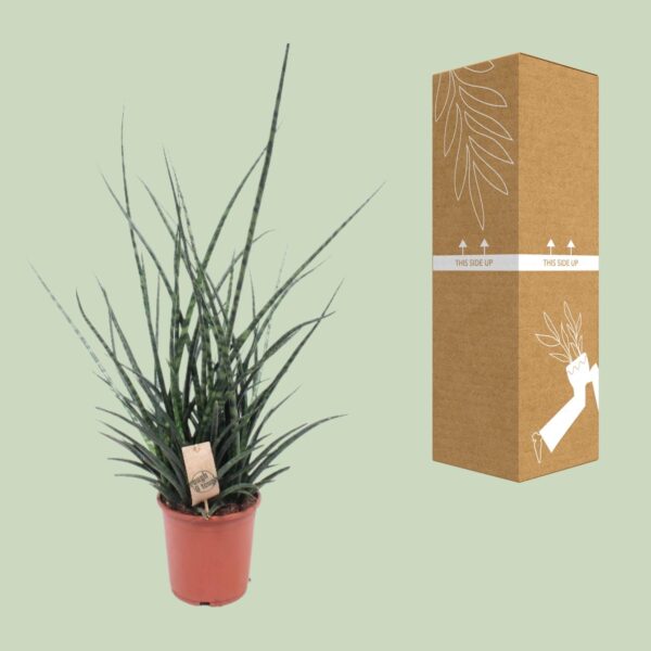 thumbnail_6000-8654.jpg Sansevieria Fernwood Punk