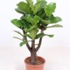 Ficus Lyrata