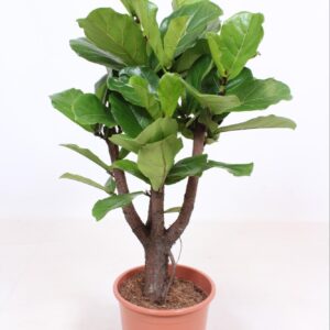 Ficus Lyrata