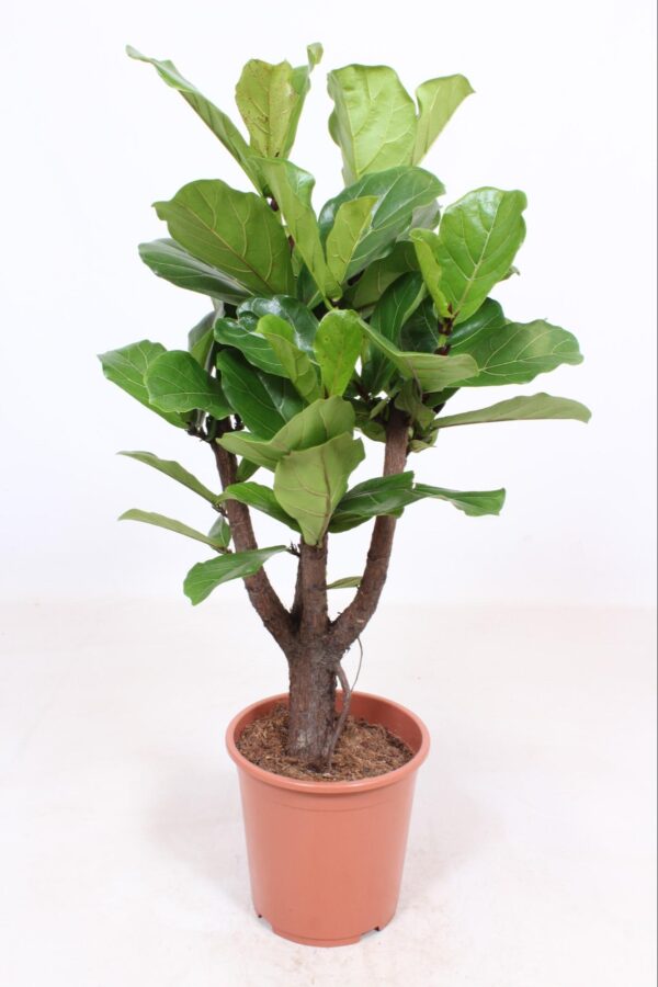 thumbnail_6000-8672.jpg Ficus Lyrata