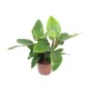 Philodendron Imperial Green