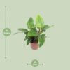 Philodendron Imperial Green