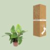 Philodendron Imperial Green