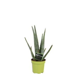 Aloë Vera